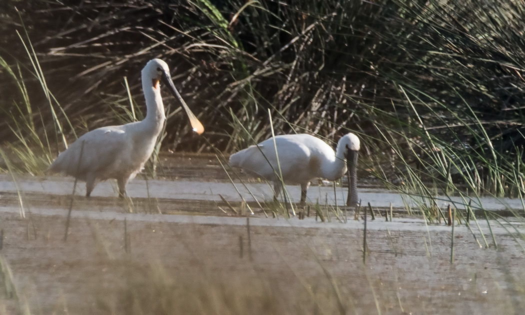 Eurasian Spoonbill