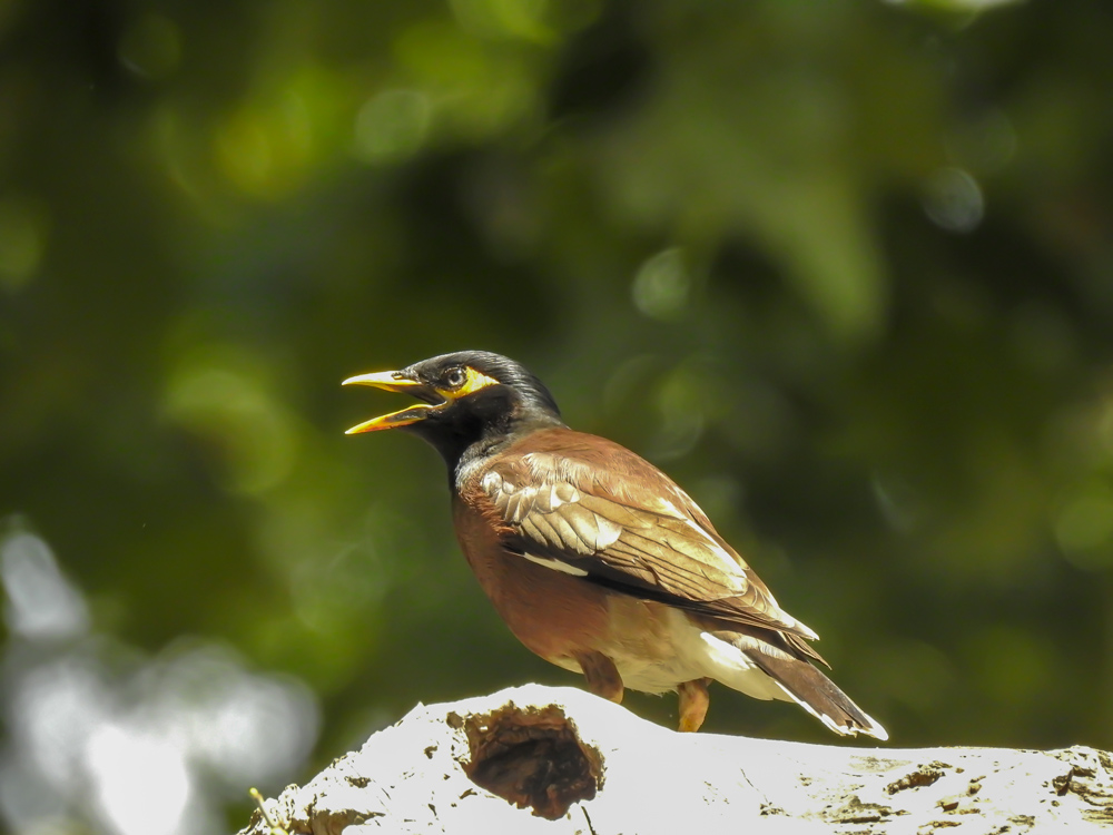 Common Myna