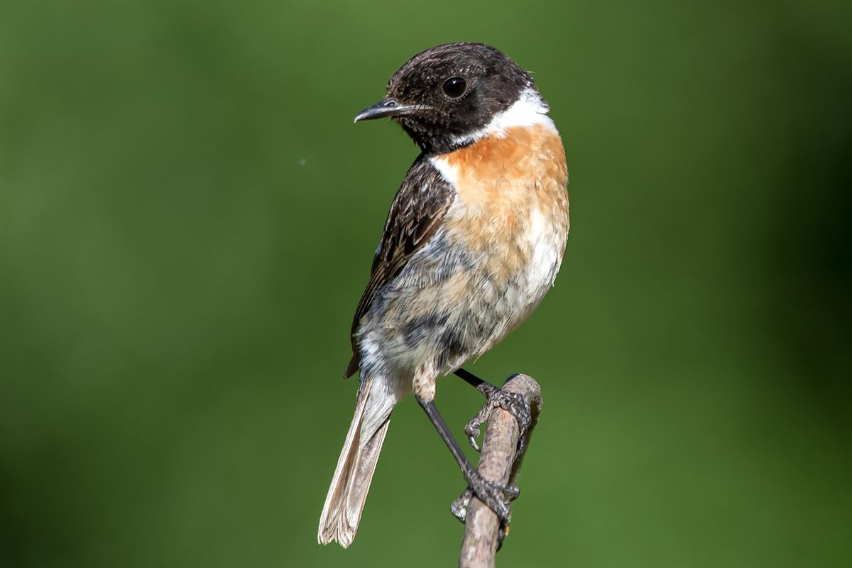 European Stonechat