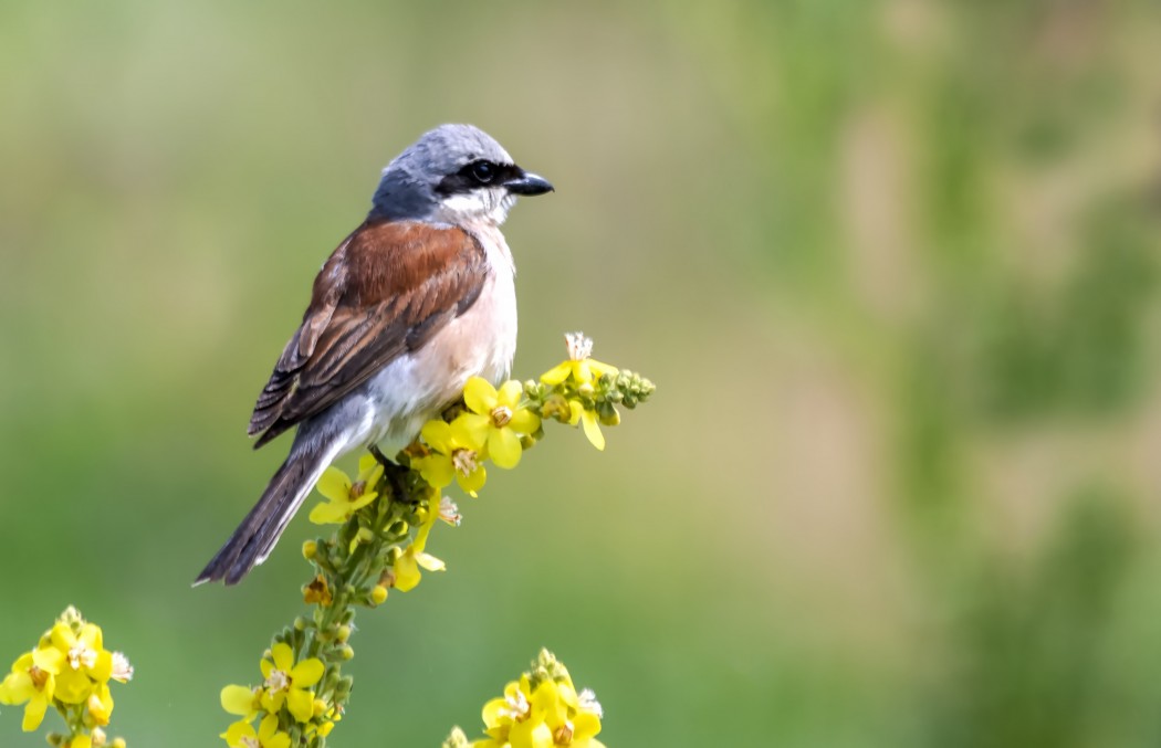 Red-backed Shrike