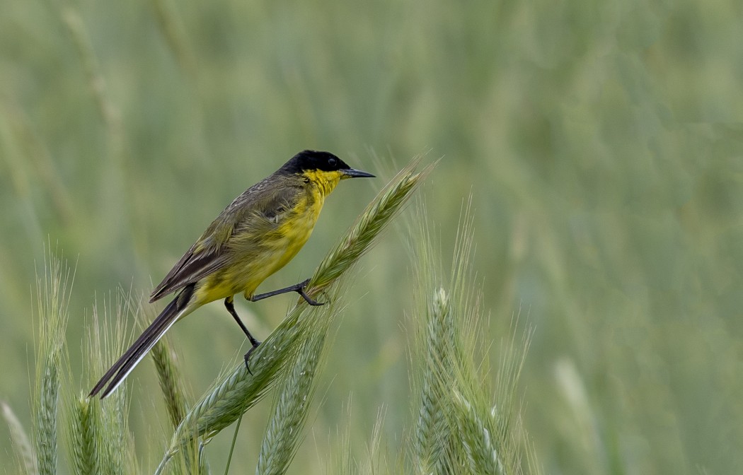 Western Yellow Wagtail