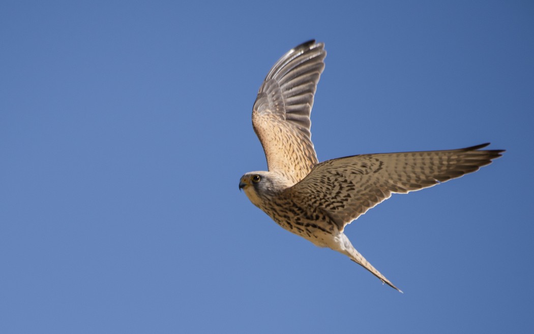 Common Kestrel