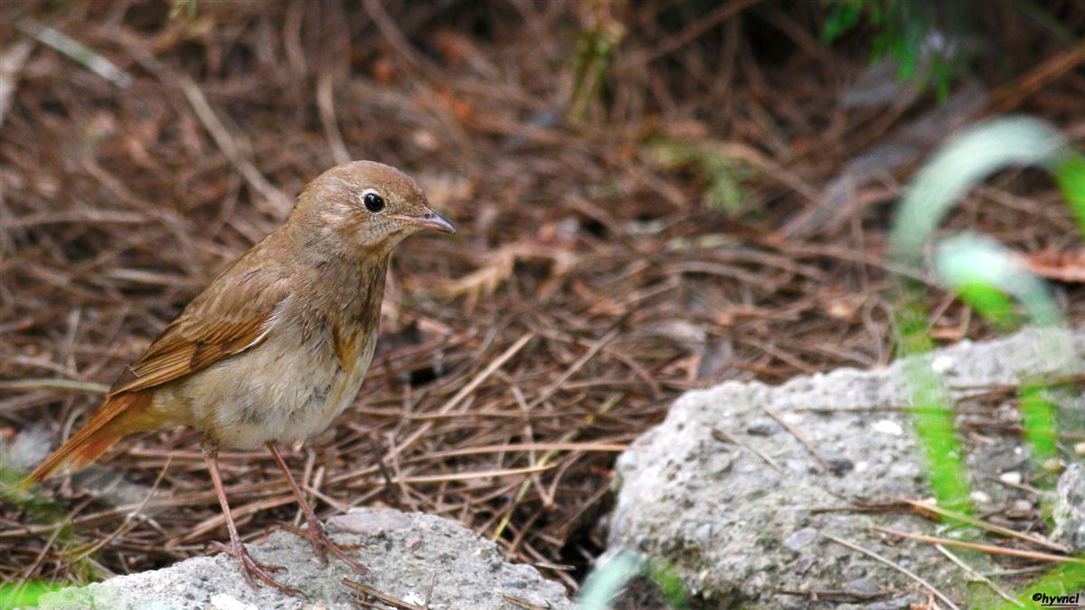 Thrush Nightingale