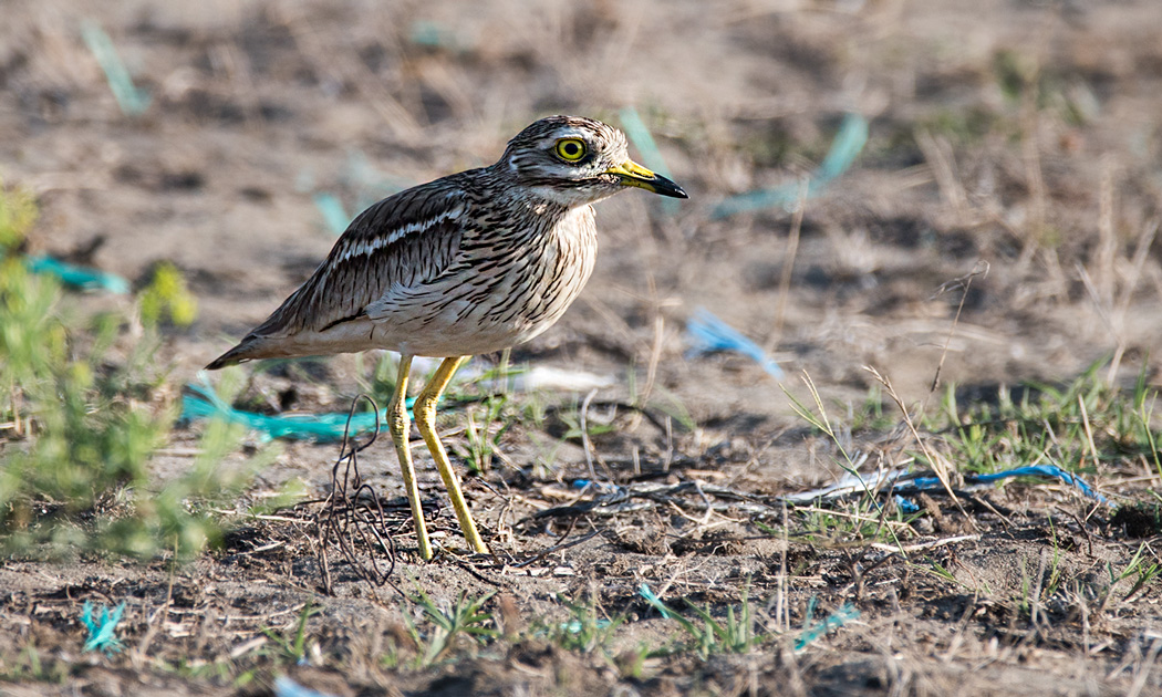 Eurasian Stone-curlew
