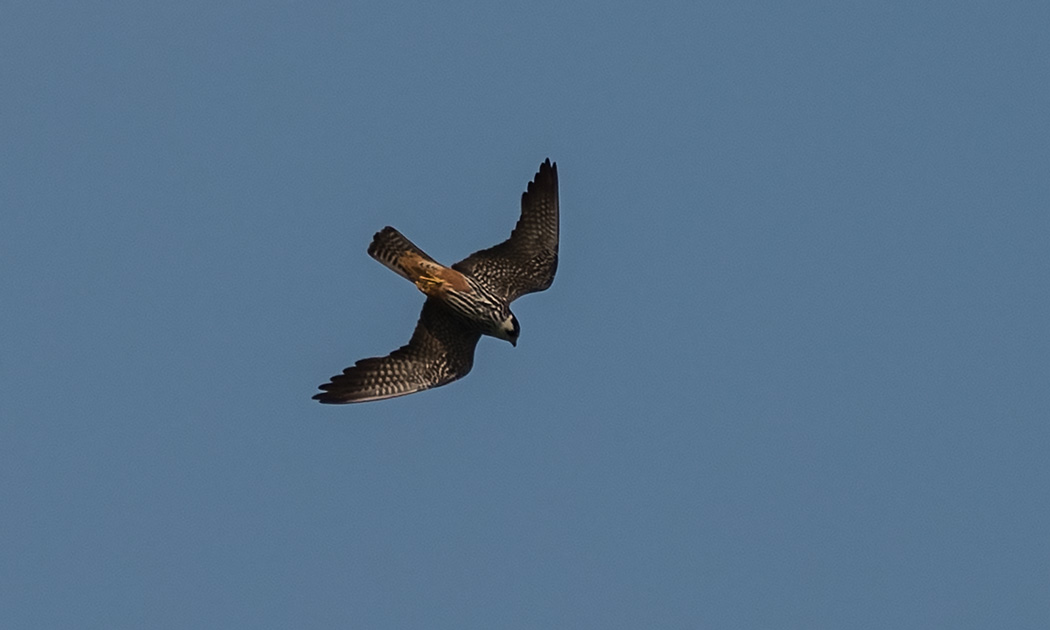 Eurasian Hobby