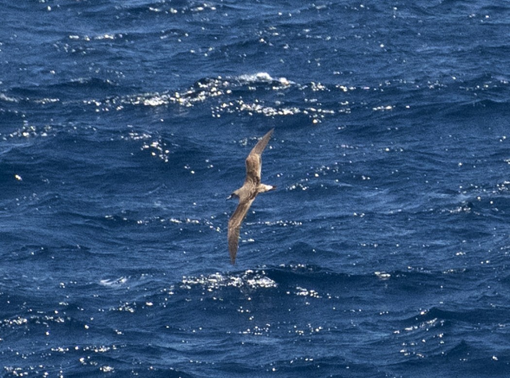Scopoli`s Shearwater