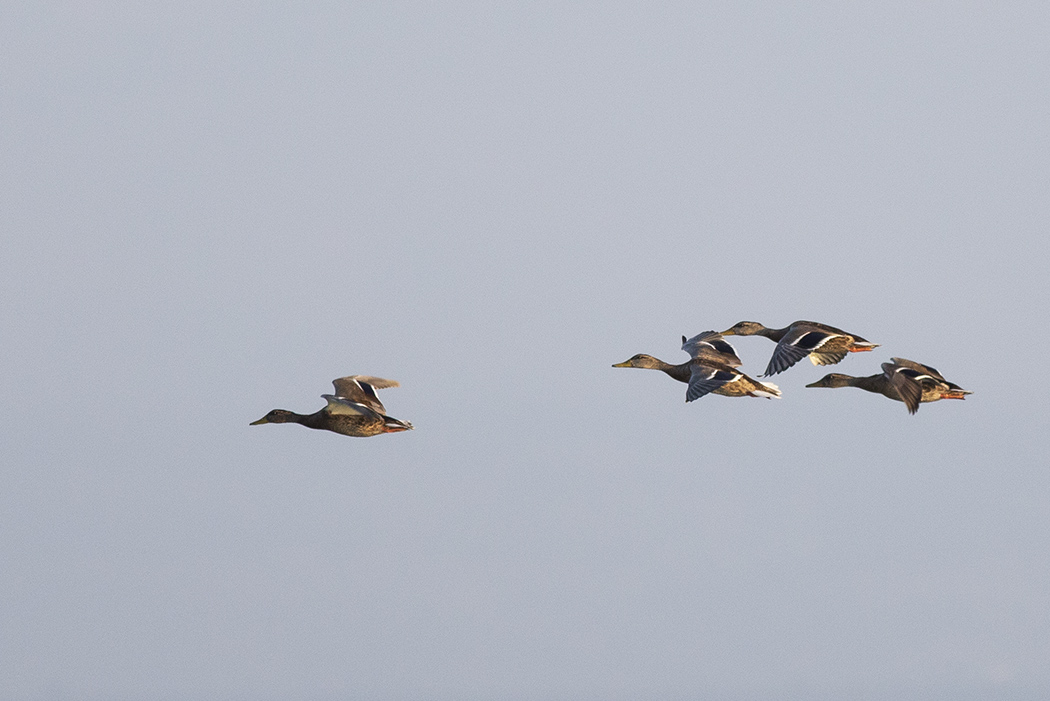 Mallard
