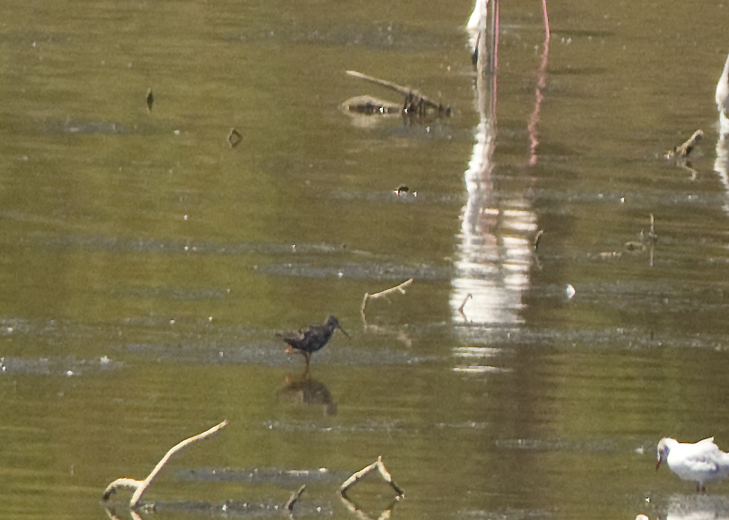 Spotted Redshank