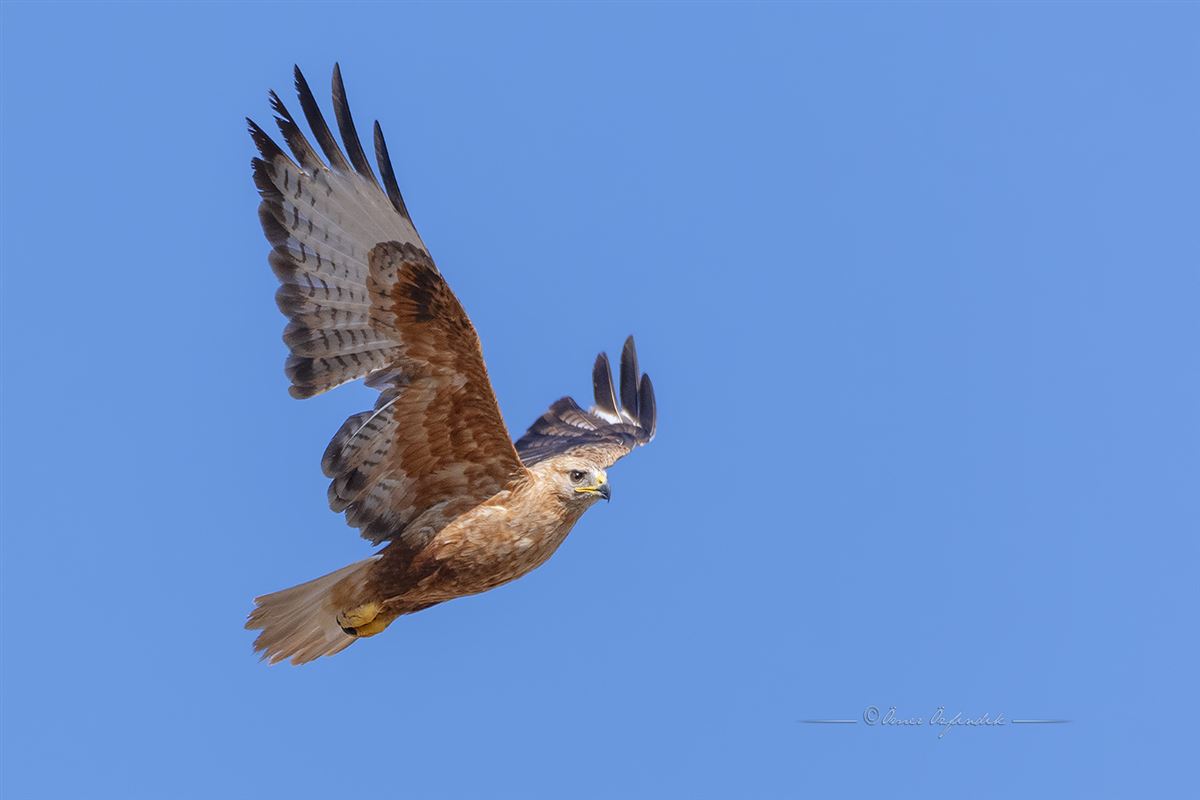 Long-legged Buzzard