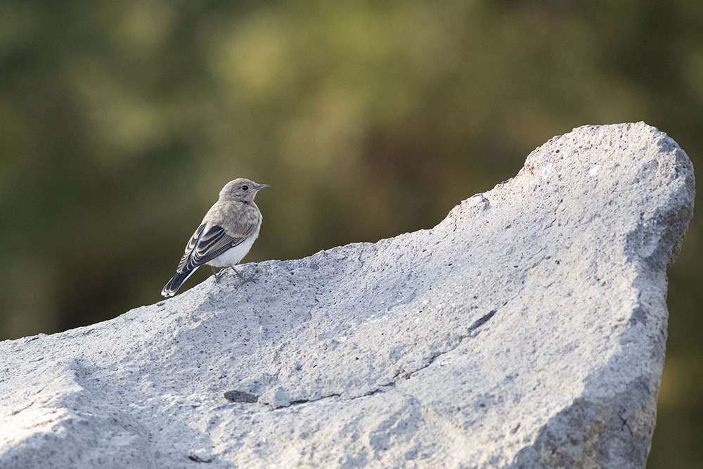 Northern Wheatear