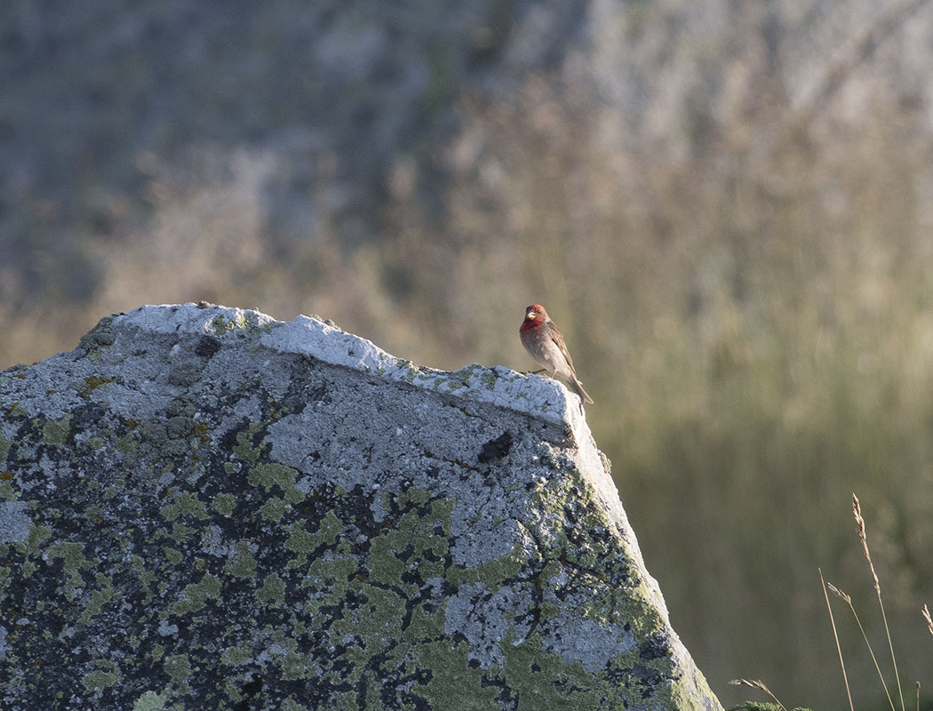 Common Rosefinch