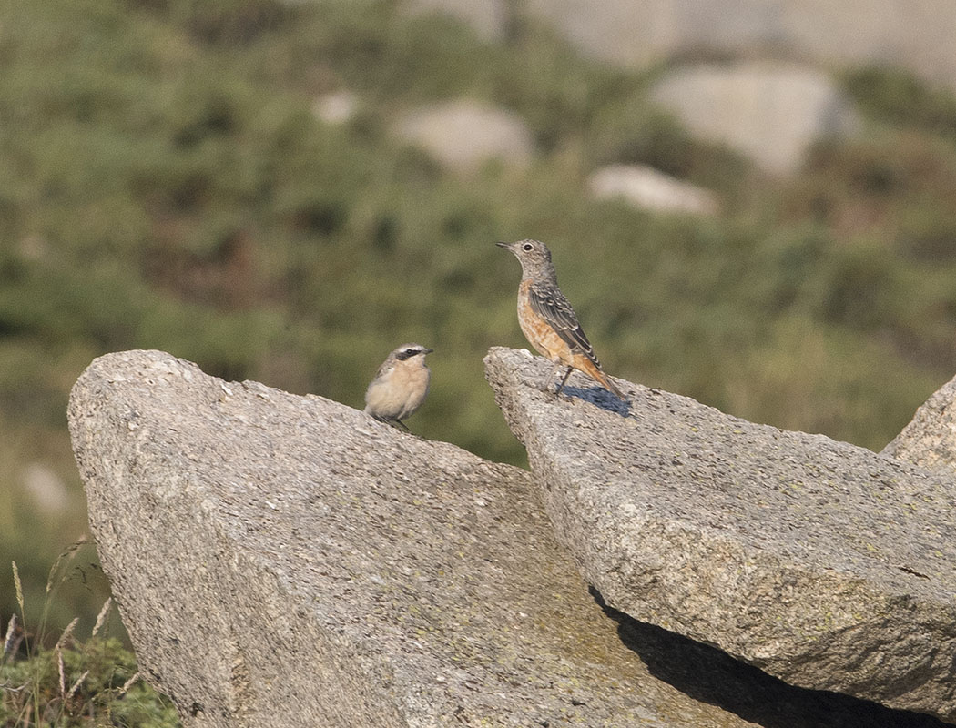 Common Rock Thrush