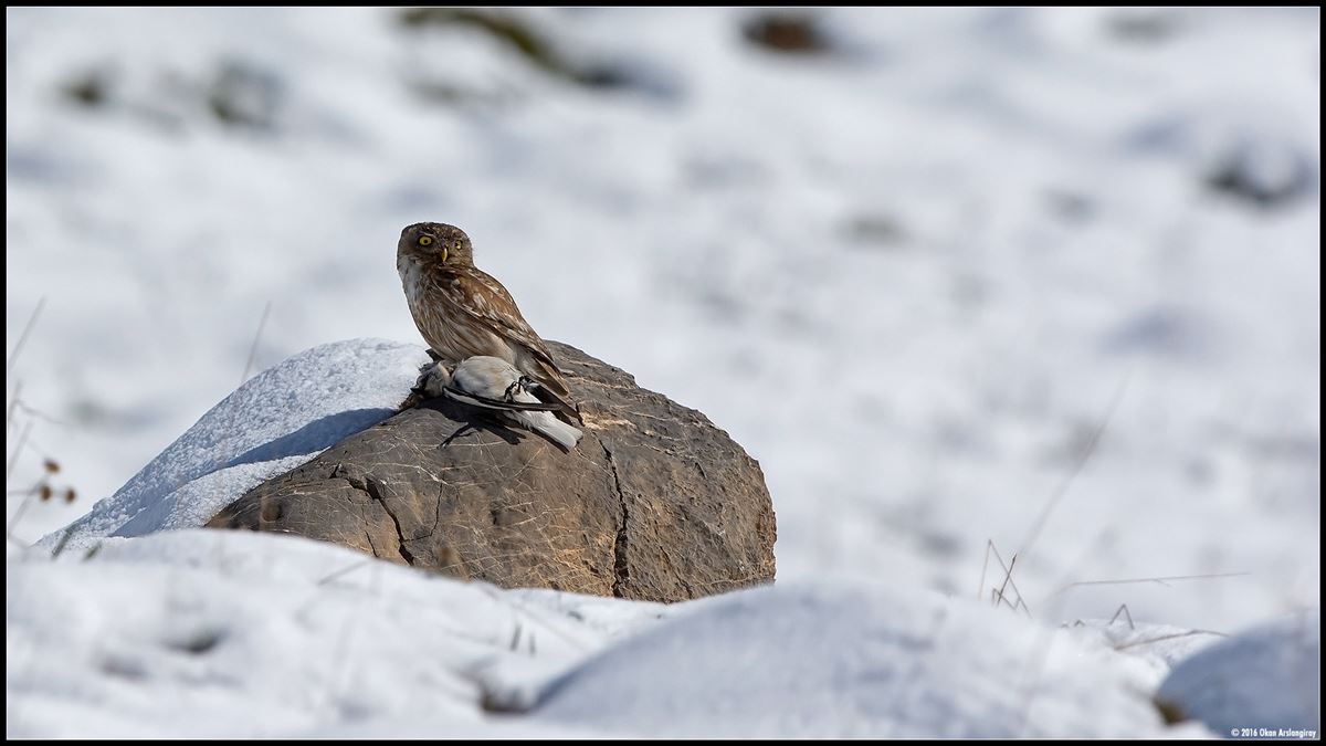 Little Owl