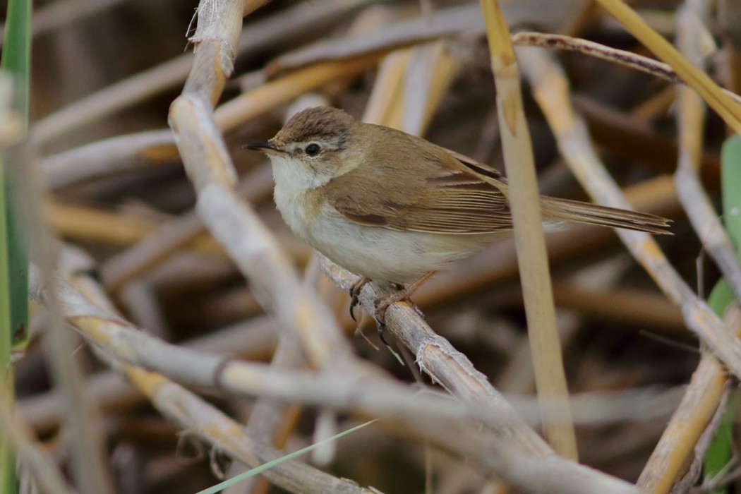 Paddyfield Warbler