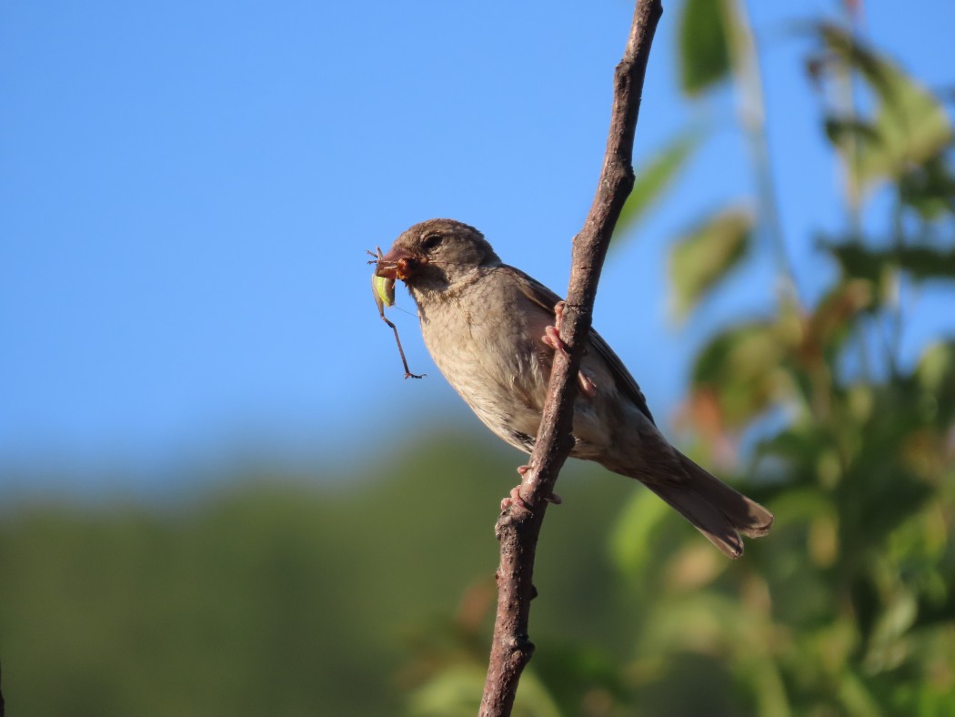 House Sparrow