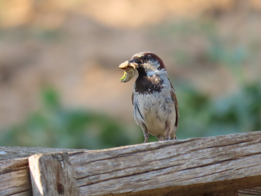 House Sparrow