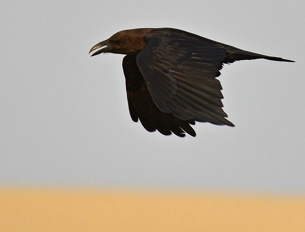 Brown-necked Raven