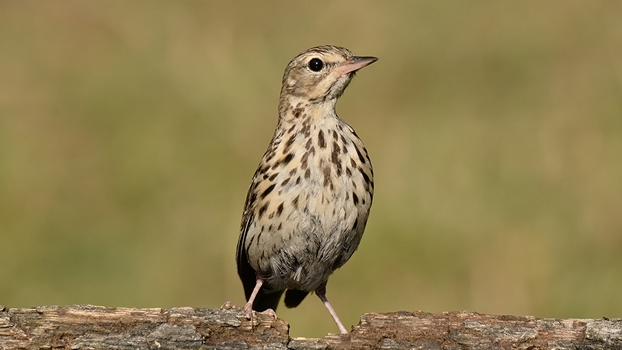 Tree Pipit