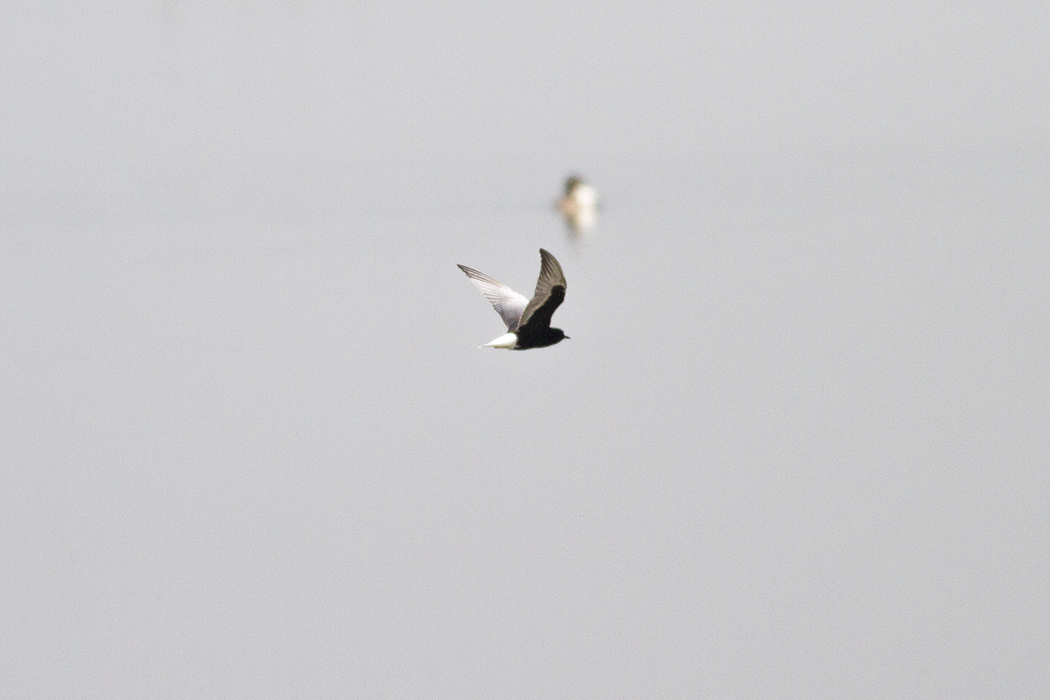 White-winged Tern