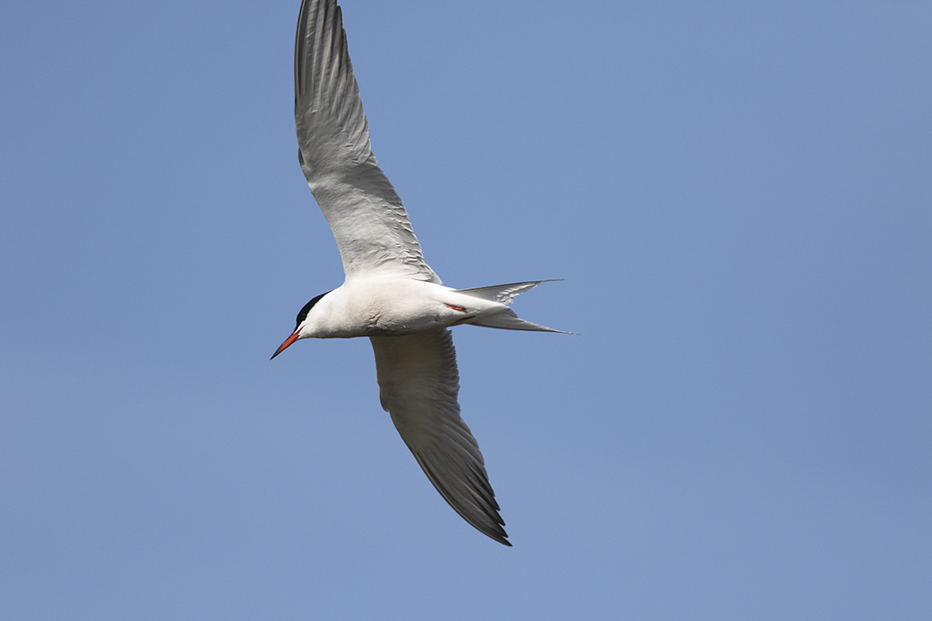 Common Tern