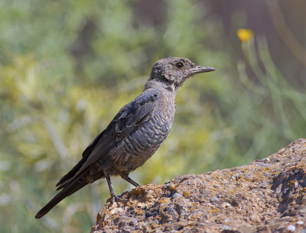 Blue Rock Thrush