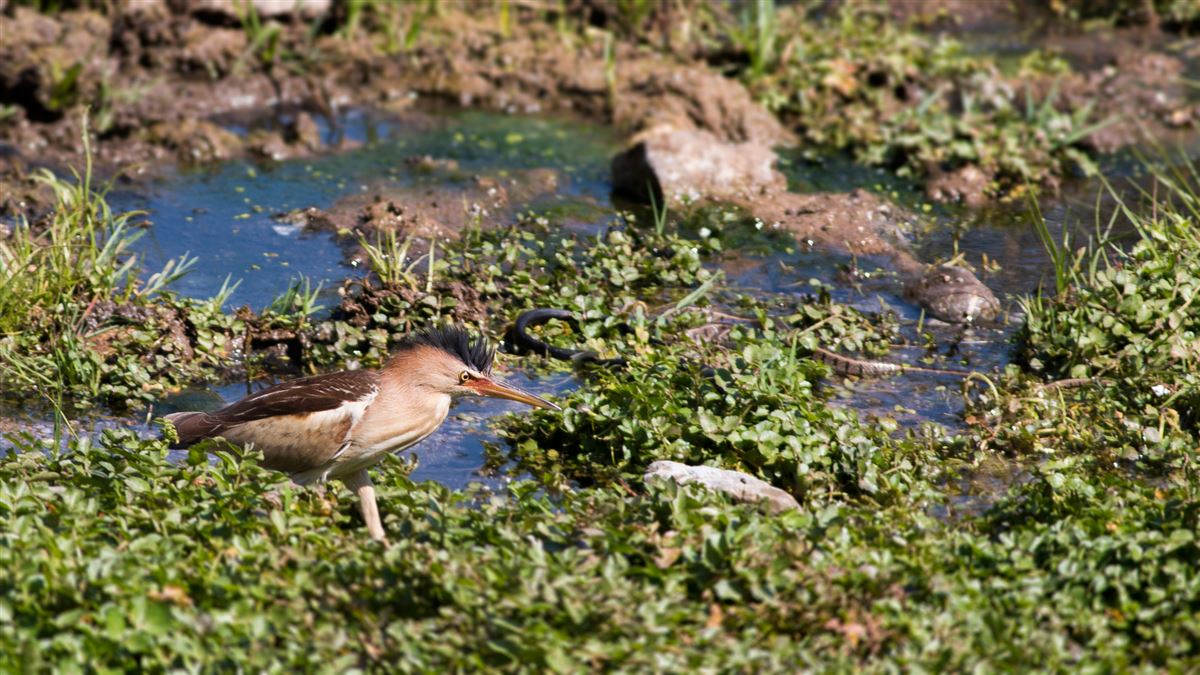 Little Bittern