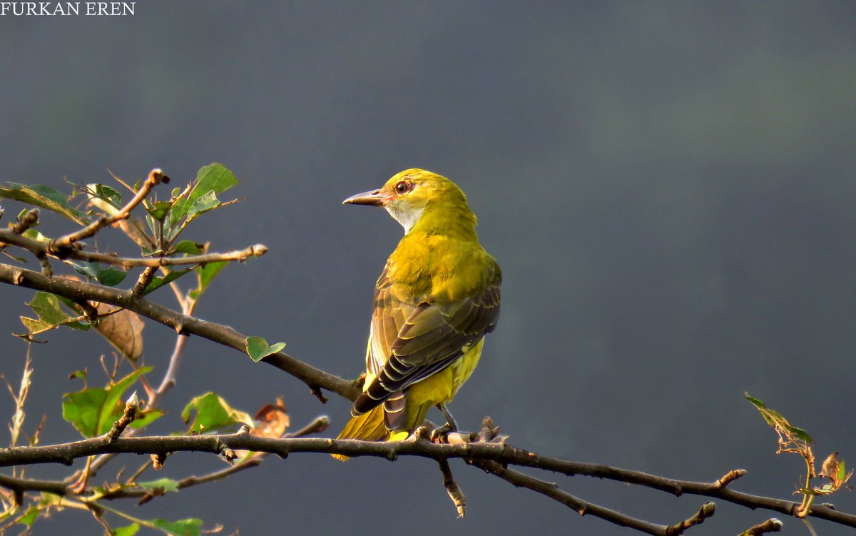 Eurasian Golden Oriole