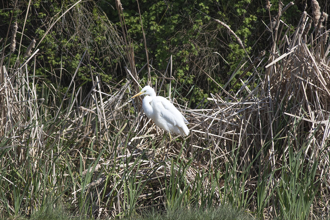 Great Egret