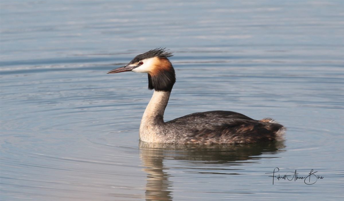 Great Crested Grebe