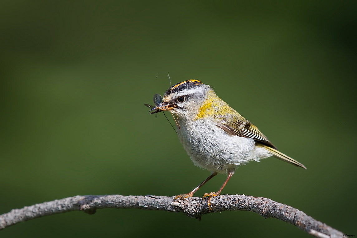 Common Firecrest