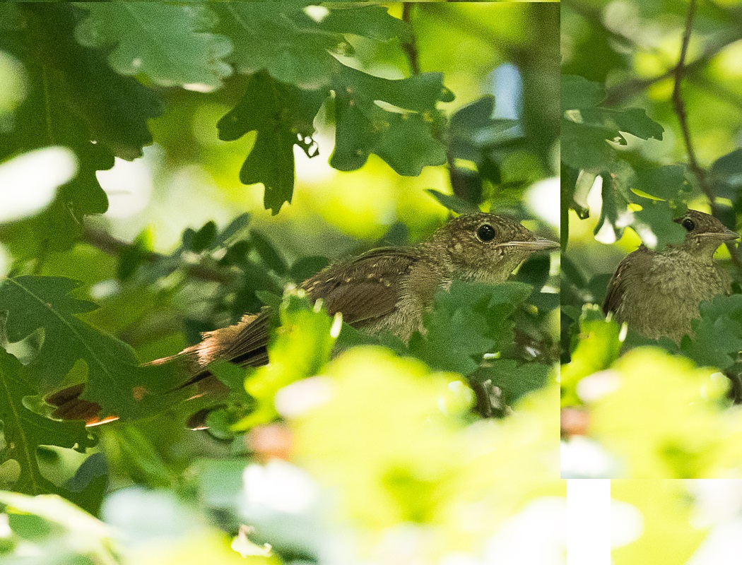Thrush Nightingale