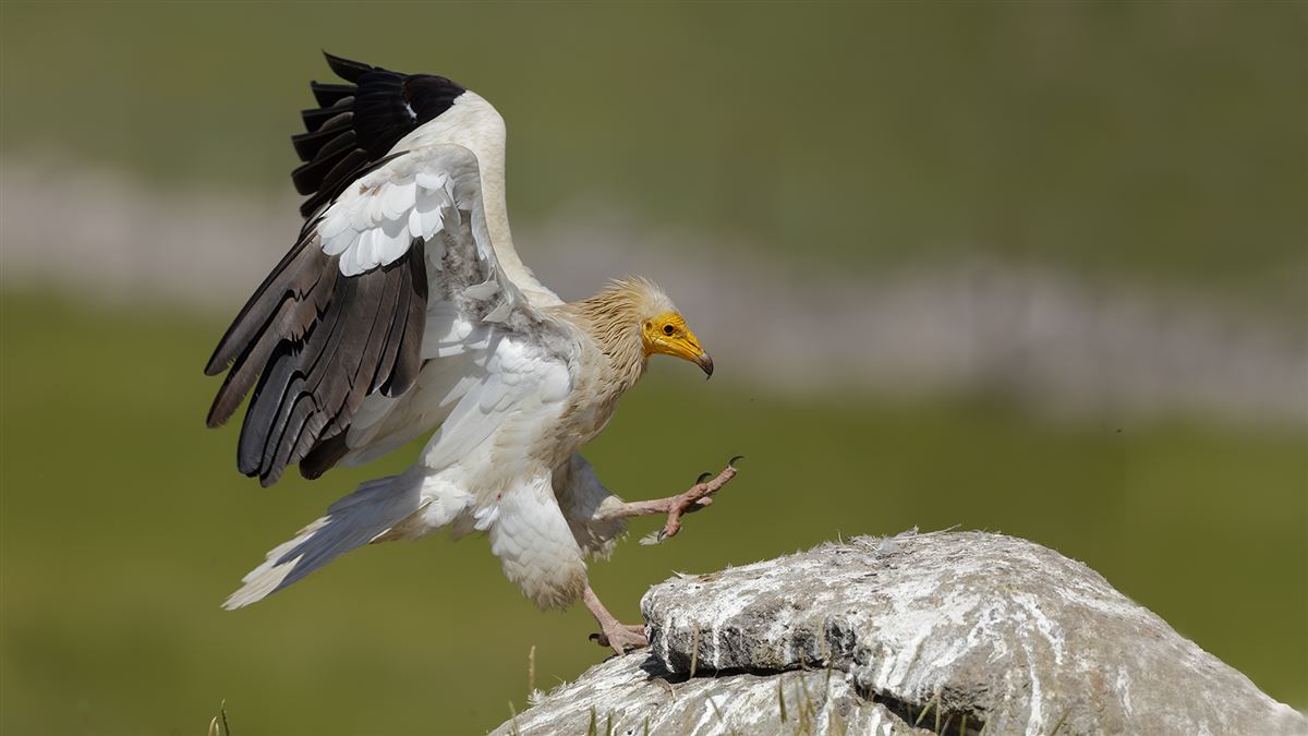Egyptian Vulture
