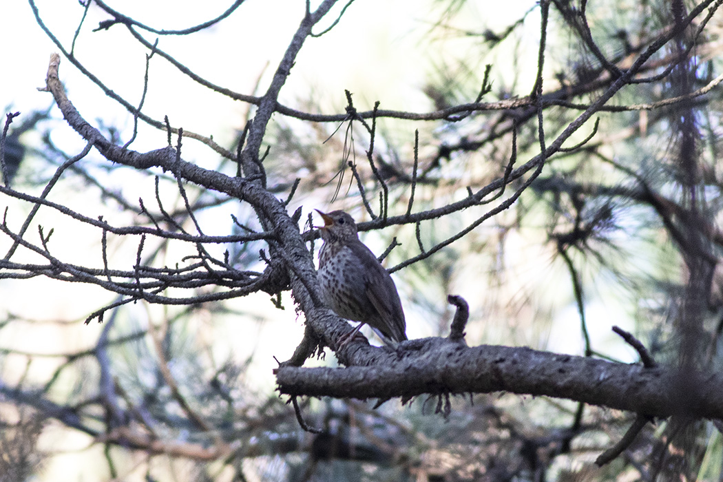 Song Thrush