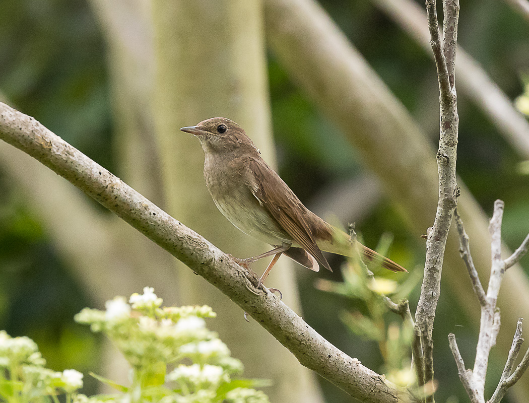 Thrush Nightingale