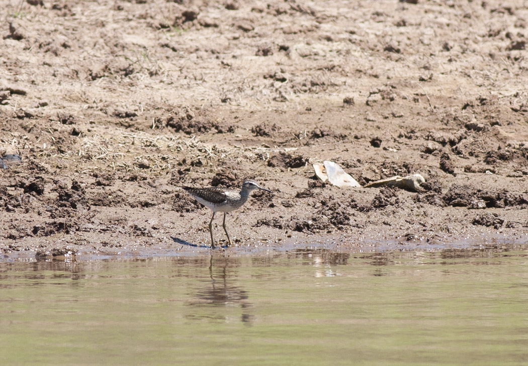 Wood Sandpiper