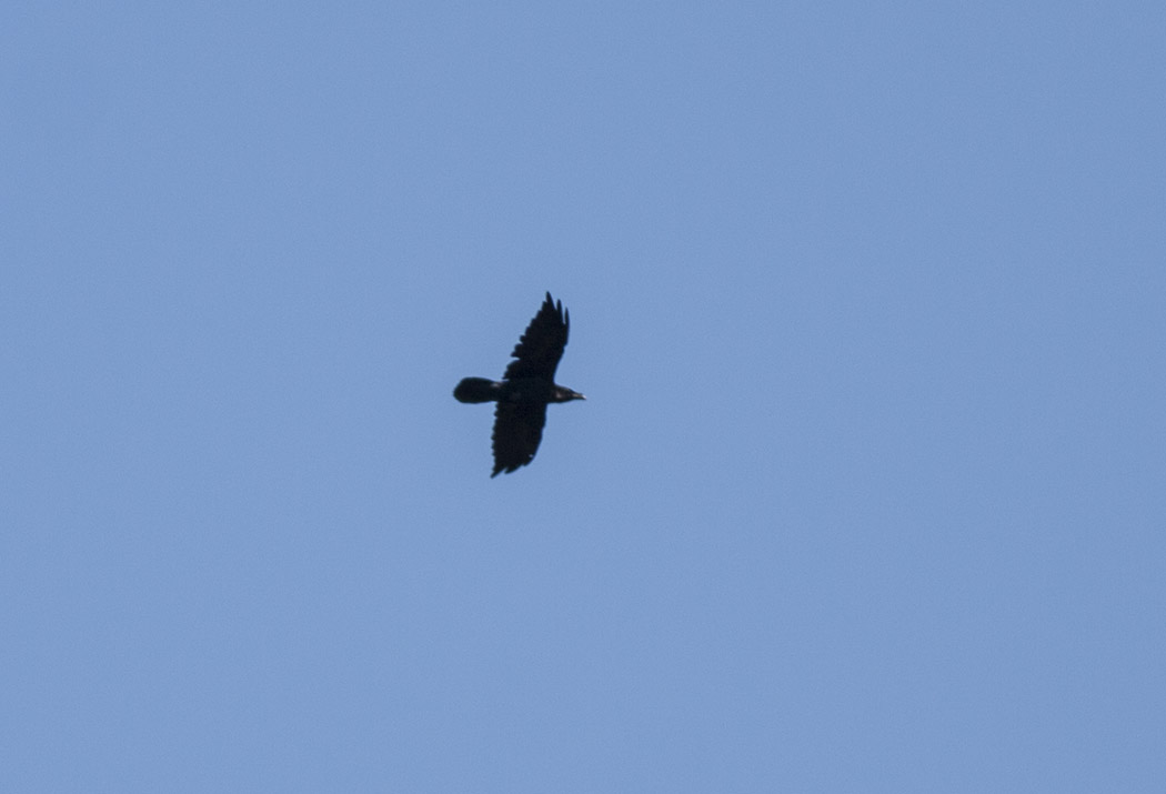Northern Raven