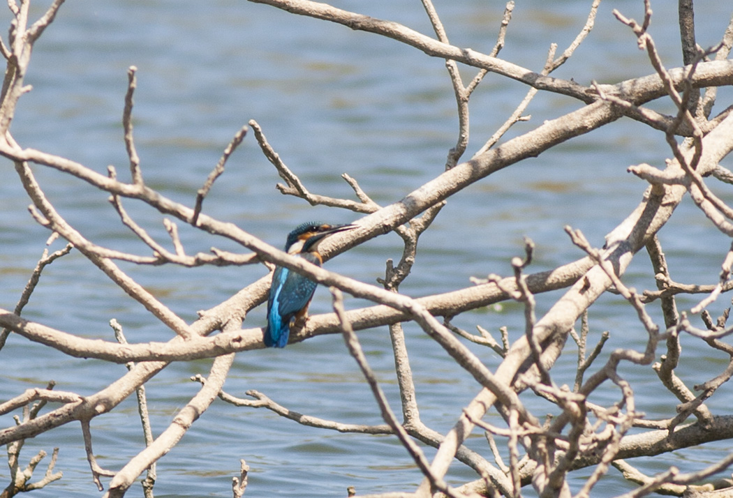 Common Kingfisher