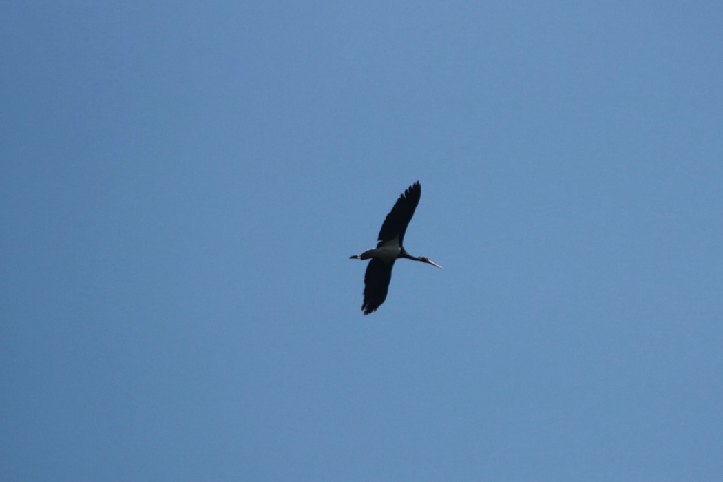 Black Stork