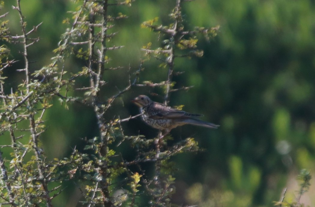 Fieldfare