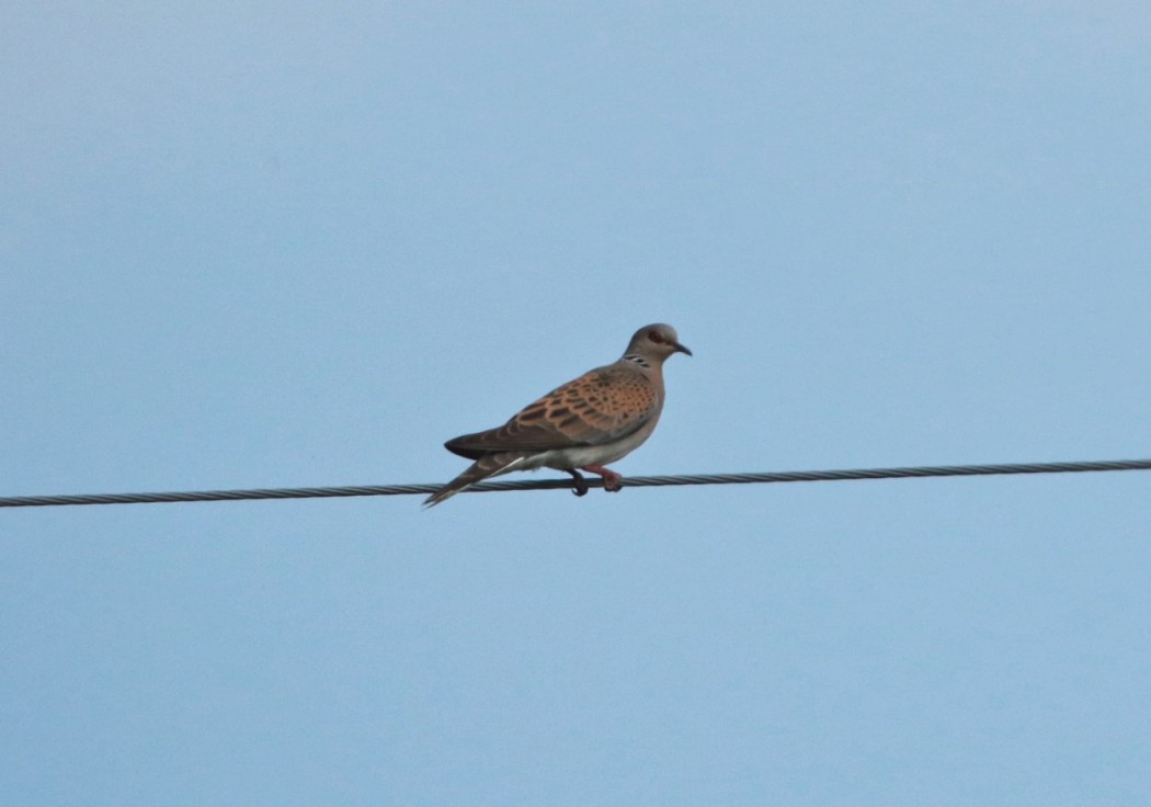 European Turtle Dove