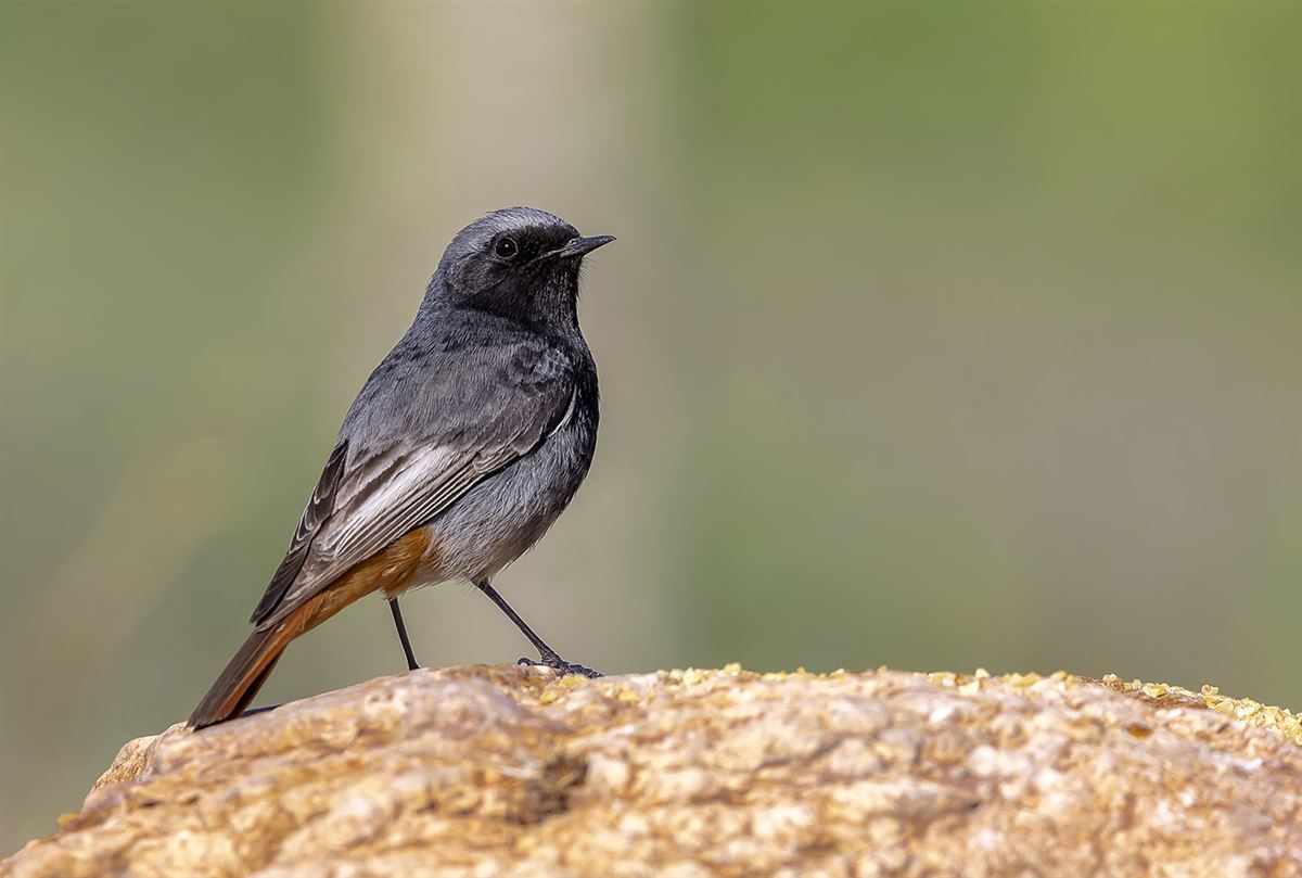 Black Redstart