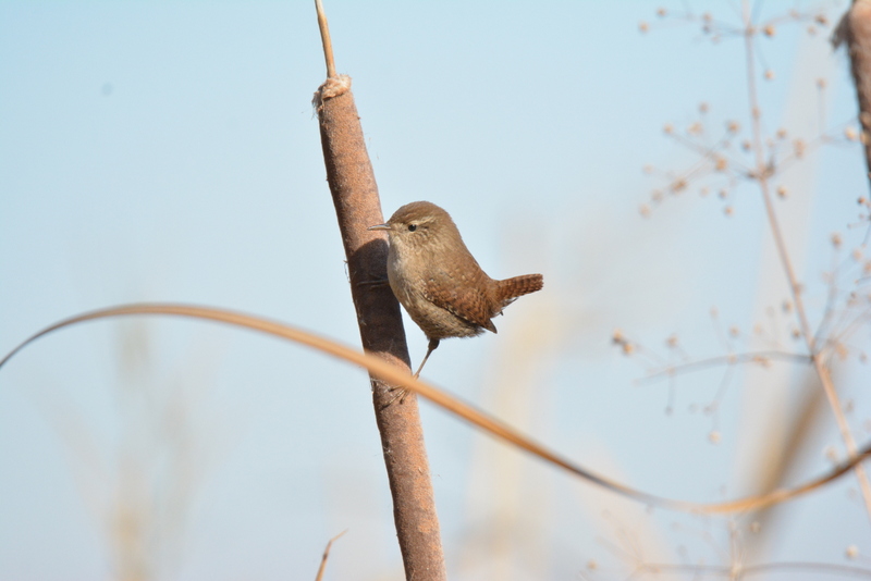 Eurasian Wren