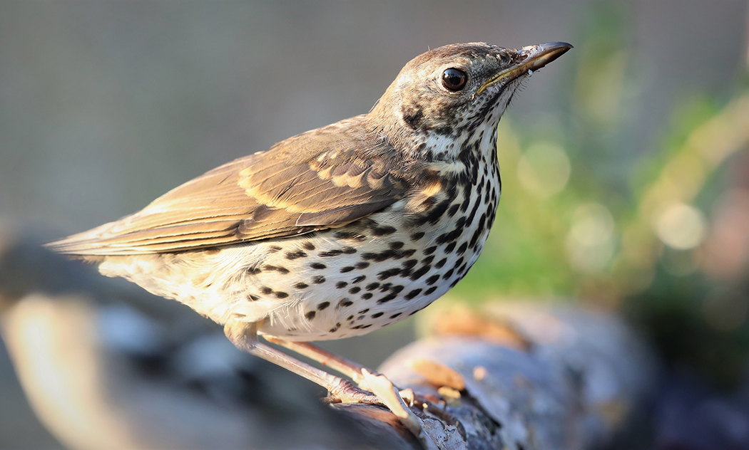 Song Thrush