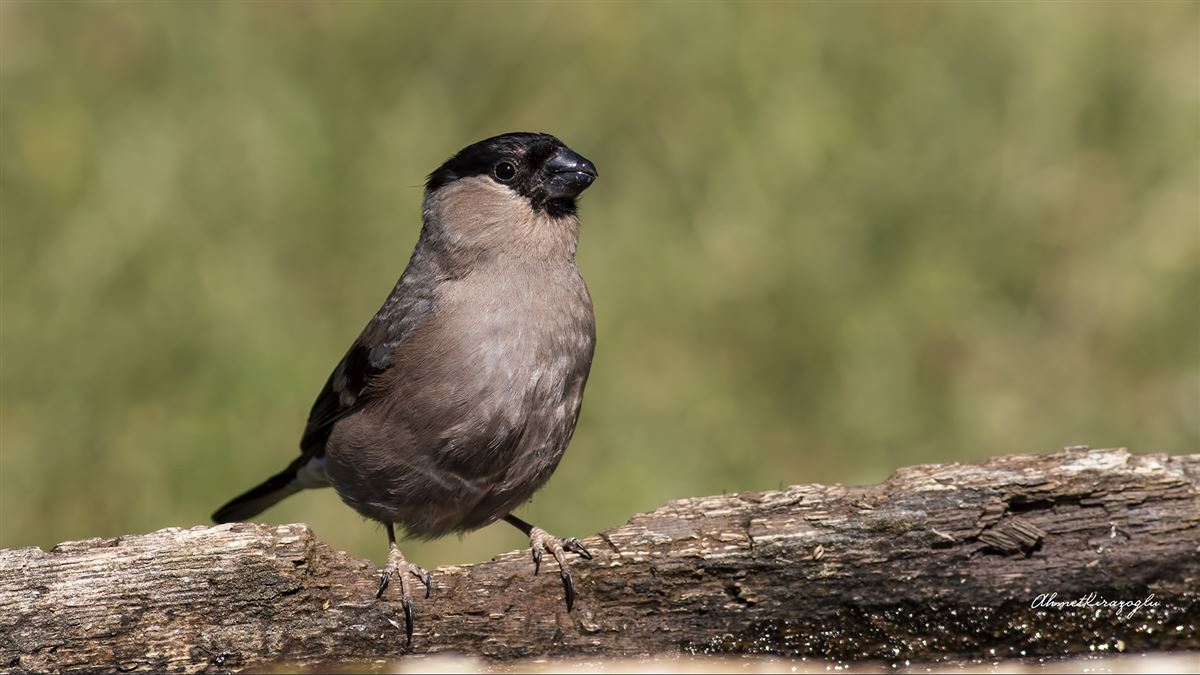 Eurasian Bullfinch