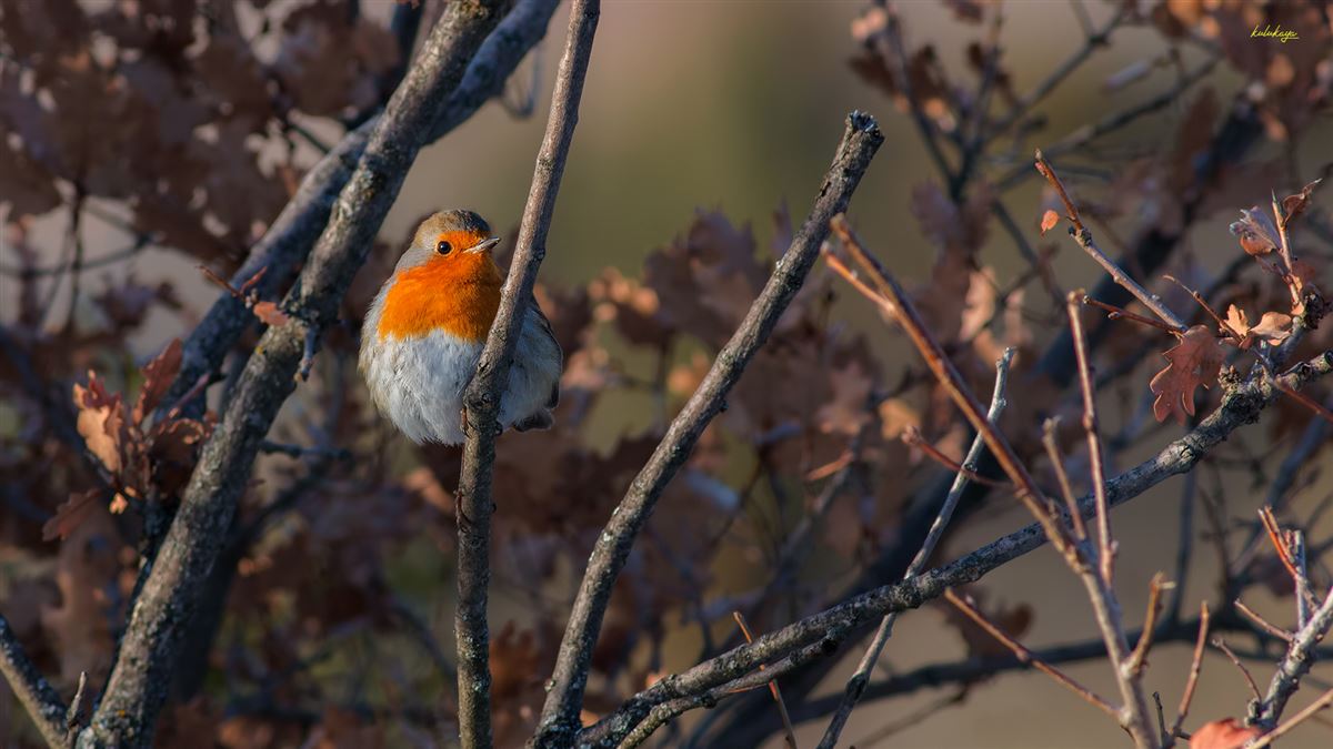 European Robin