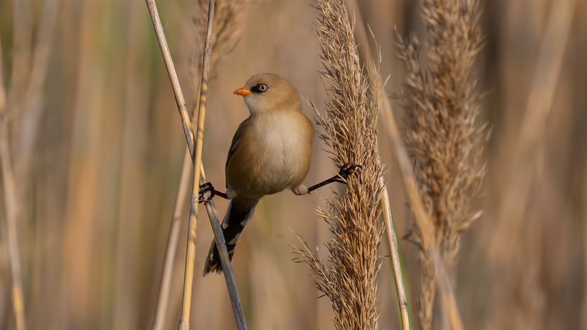 Bearded Reedling