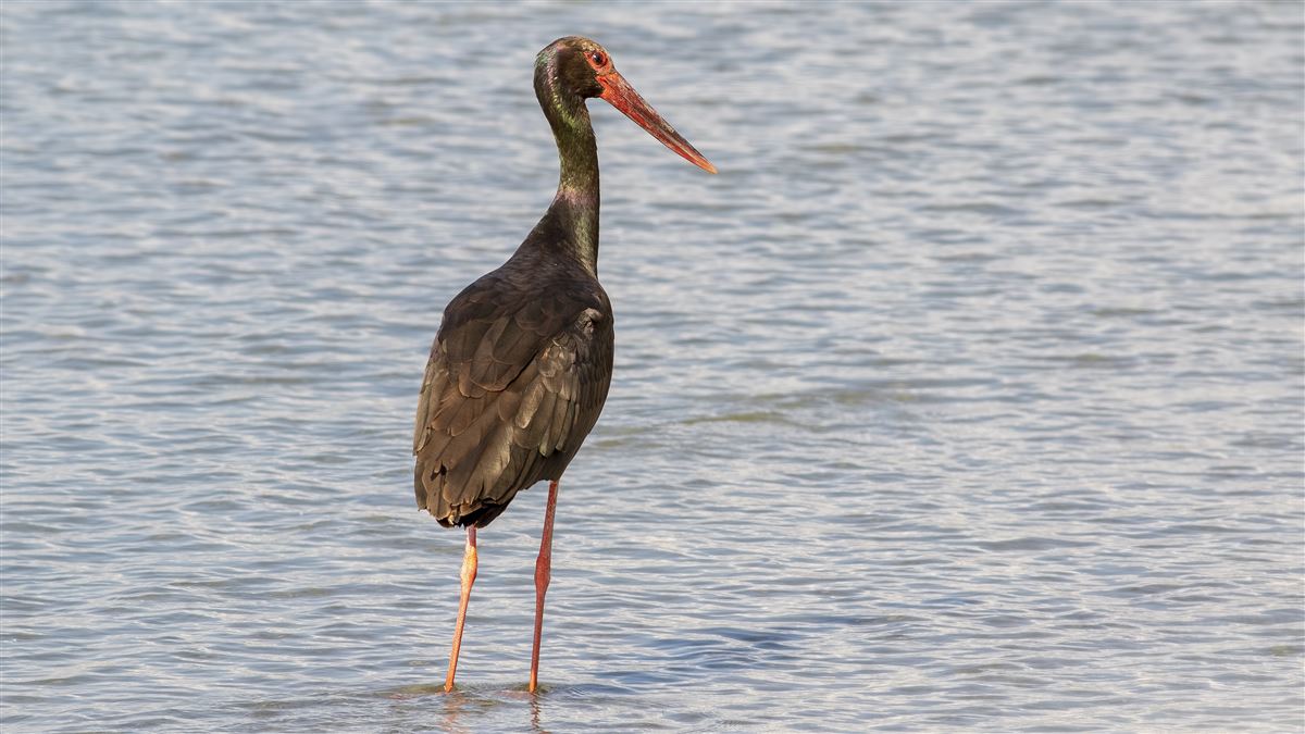 Black Stork
