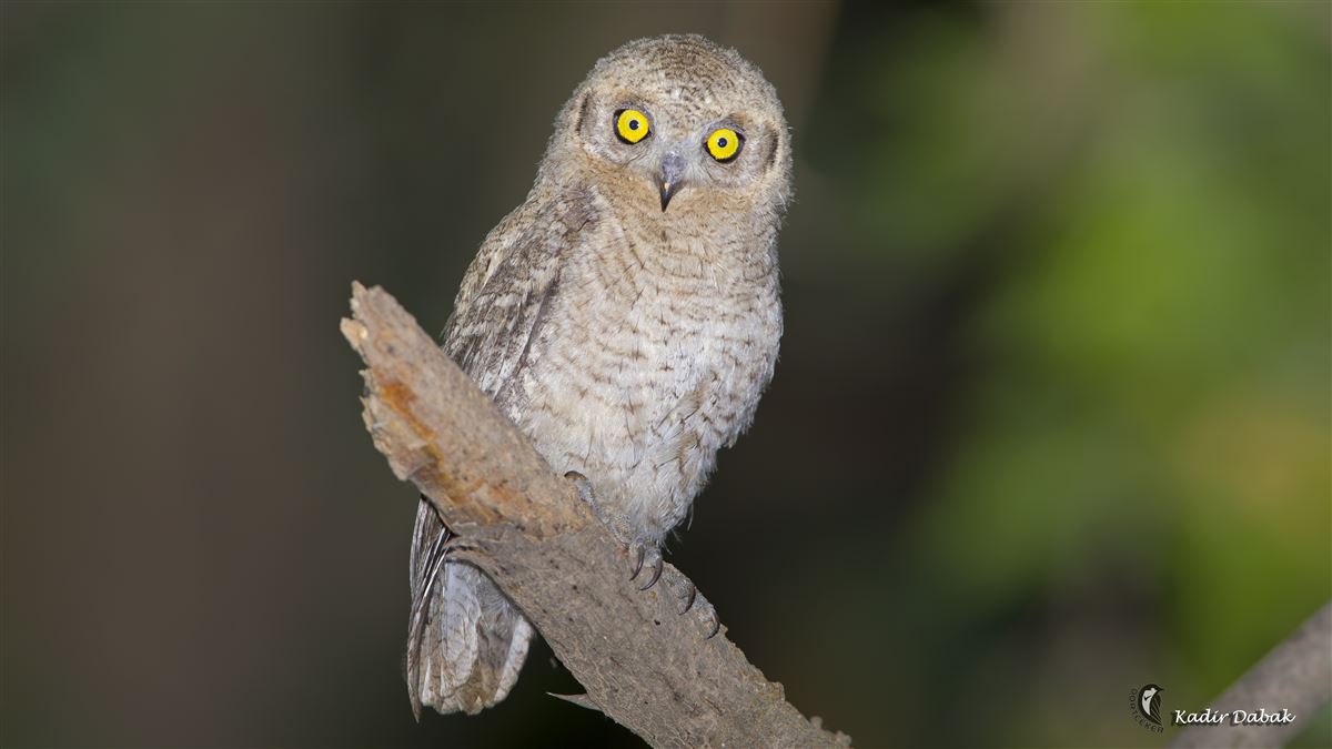 Pallid Scops Owl