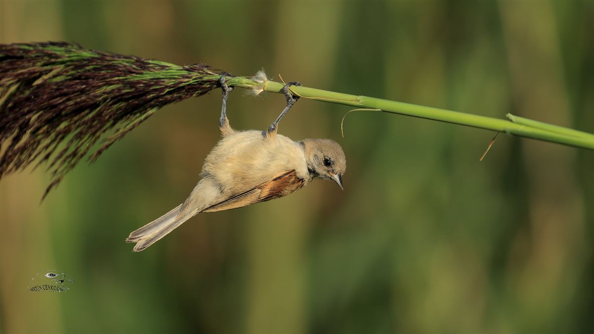 Eurasian Penduline Tit