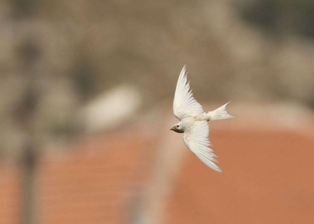 Barn Swallow